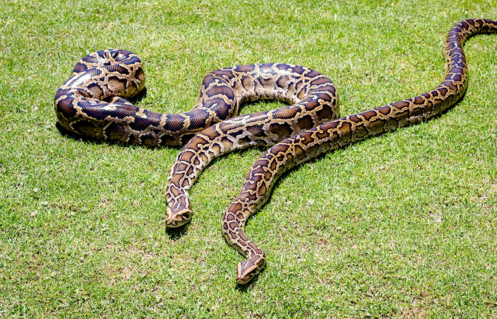 Para la caza se requiere de un permiso especial y saber que especies no están vedadas para ello.